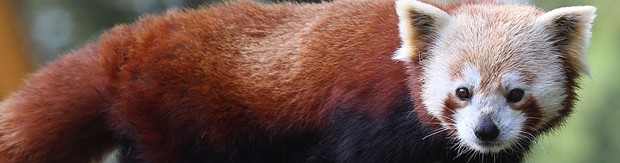 Masala, the year-and-a-half-old red panda that escaped from the zoo yesterday, remains at large. - COURTESY OF THE CITY OF EUREKA
