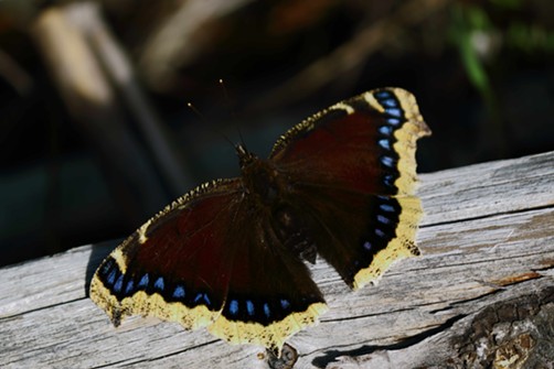 The mourning cloak butterfly, in for the winter.