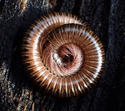 A curled millipede with legs for days. - ANTHONY WESTKAMPER