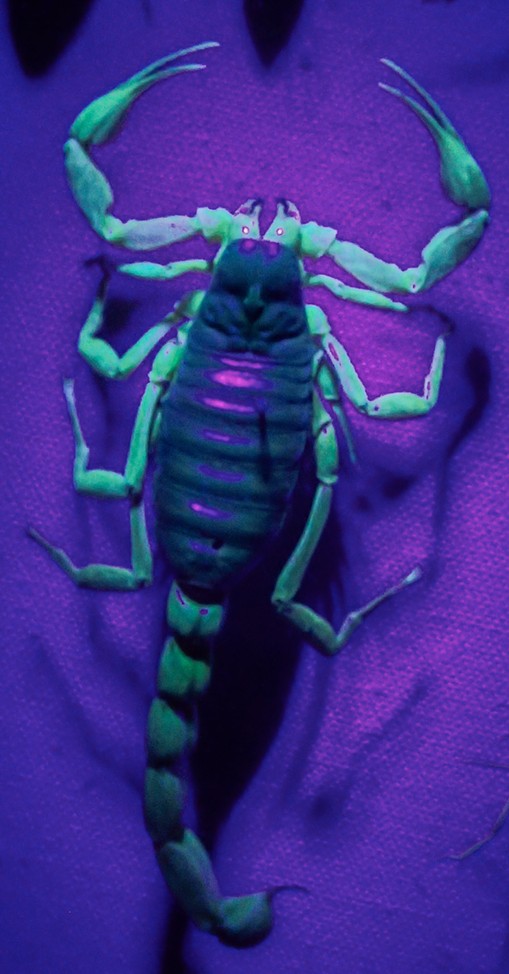 A scorpion with rave-ready florescence. - ANTHONY WESTKAMPER