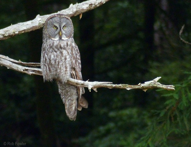 A Great Gray Owl, the first spotted in Humboldt in more than three decades, perches near Prairie Creek Redwoods State Park on Thursday. - ROB FOWLER