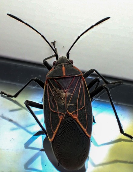 A mature box elder bug in all its glory. - ANTHONY WESTKAMPER