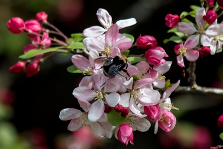 A crab apple blossom get a going over by a bumble bee. - ANTHONY WESTKAMPER