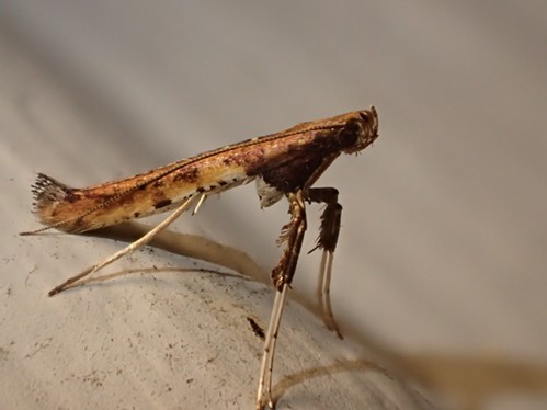 A moth from the family Gracillariidae strikes a mantis-like pose.