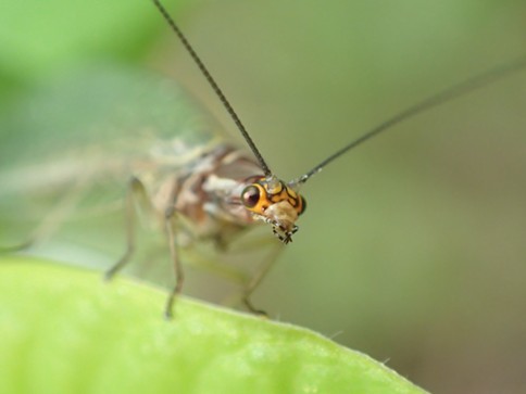 Hello there. The tiny face of a lacewing. - ANTHONY WESTKAMPER