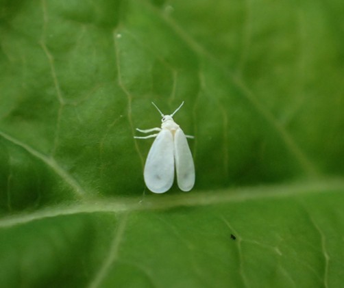 The even tinier whitefly, at about 1/8 inch long.