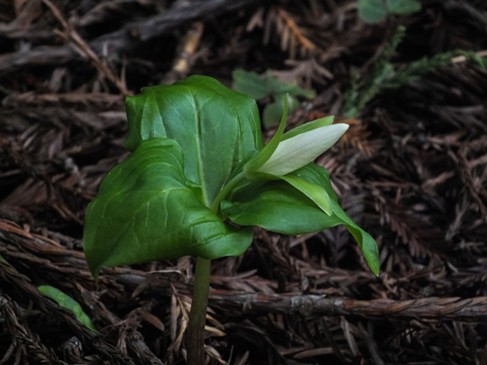 First trillium bud of the year. - ANTHONY WESTKAMPER