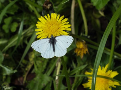 Even the margined white butterfly can't resist.