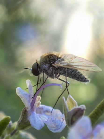 A geron, a small member of the bee fly family, fills up at a flower. - ANTHONY WESTKAMPER