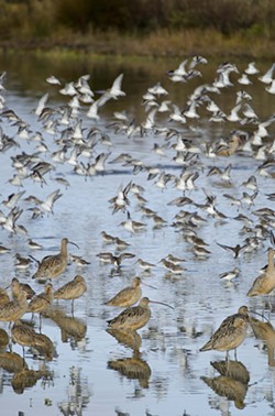 Godwits, dowitchers and sandpipers. Oh, my. - PHOTO BY DREW HYLAND