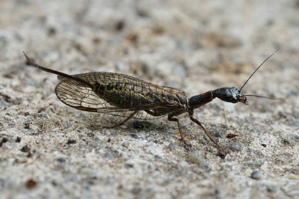 A female snakefly measuring a little over ½ inch long. - ANTHONY WESTKAMPER