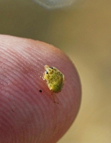 Nasty little bugger that bit my foot: a tiny creeping water bug nymph. - ANTHONY WESTKAMPER