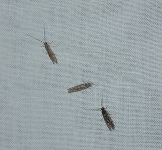 A trio of caddisflies, all grown up. - ANTHONY WESTKAMPER