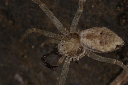 Running crab spider devouring pseudoscorpion. - ANTHONY WESTKAMPER