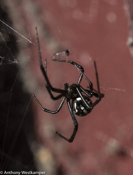 Black widows are vanishing. Scientists found out why.