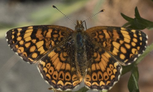 Mylitta crescent butterfly, Each wing about as big as my thumbnail. - ANTHONY WESTKAMPER