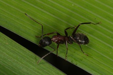 A black ant. - ANTHONY WESTKAMPER