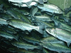 Favorable ocean conditions and heavy rains have brought the Chinook Salmon back, but to a river choking of toxic algae. - FILE