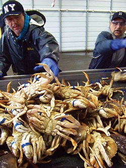 Felixnando Martinez, left, and Arturo Bertran band Dungeness crab at Wild Planet Foods’ processing shed near the new Fisherman’s Terminal. - PHOTO BY HEIDI WALTERS