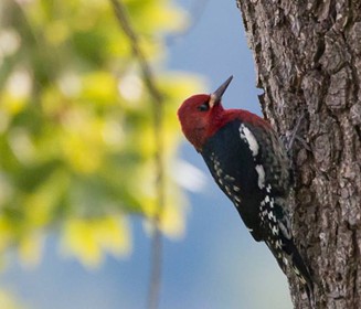 A red headed sapsucker inspecting a pepperwood for bugs in my yard. - ANTHONY WESTKAMPER