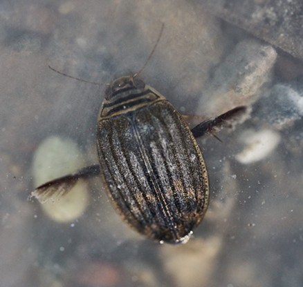 Predacious diving beetle about 3/4 inch long. - ANTHONY WESTKAMPER