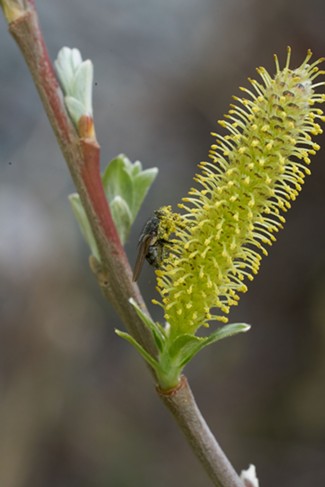 A tiny fly using its long mouth parts to gather nectar from a pussy willow. - ANTHONY WESTKAMPER