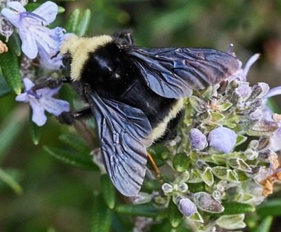 Yellow faced bumblebee (Bombus vosnesenski), the largest bee in my yard, and fairly common. - ANTHONY WESTKAMPER