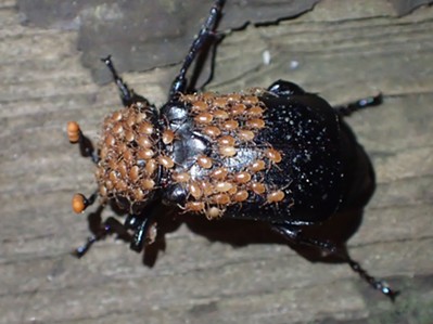 Black burying beetle covered with mites. - ANTHONY WESTKAMPER