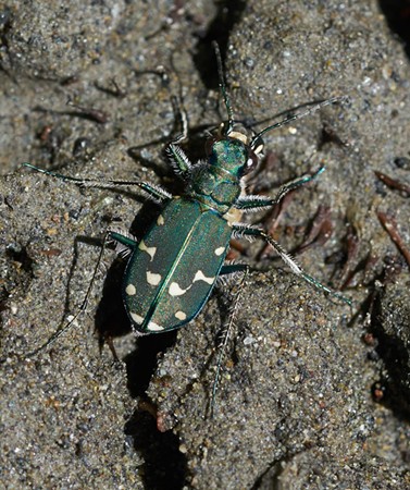 Blue/green tiger beetle. I'm not sure if this is a different species than the gray western tiger beetle (Cicindela oregona) or just a different color variant. - ANTHONY WESTKAMPER