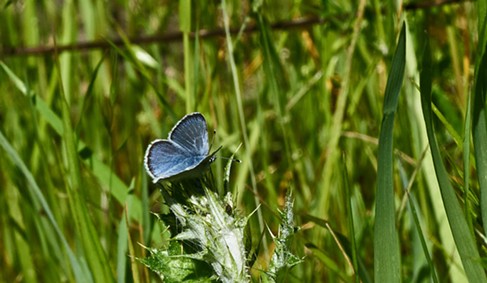 An echo blue, or Celastrina echo. Its wings are about the size of a thumbnail. - ANTHONY WESTKAMPER