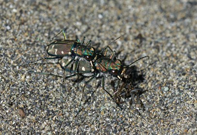 The female tiger beetle multitasks, dining on a fly. - ANTHONY WESTKAMPER