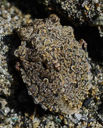The aptly named toad bug. - ANTHONY WESTKAMPER