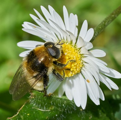 A honeybee mimic bulb fly on a lawn daisy. - ANTHONY WESTKAMPER
