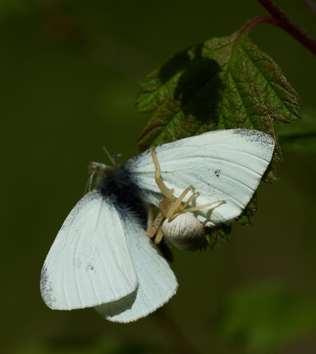 Female crab spider with a cabbage butterfly. - ANTHONY WESTKAMPER