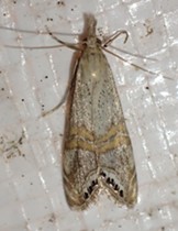 A snout moth. - ANTHONY WESTKAMPER