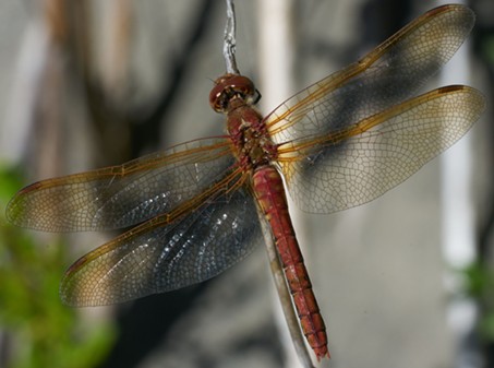 A Red Veined Meadowhawk. - ANTHONY WESTKAMPER
