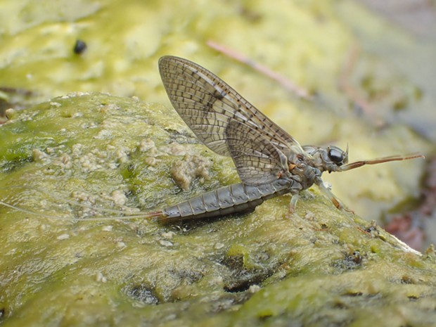 Adult mayfly getting ready to fly off to her destiny. - ANTHONY WESTKAMPER
