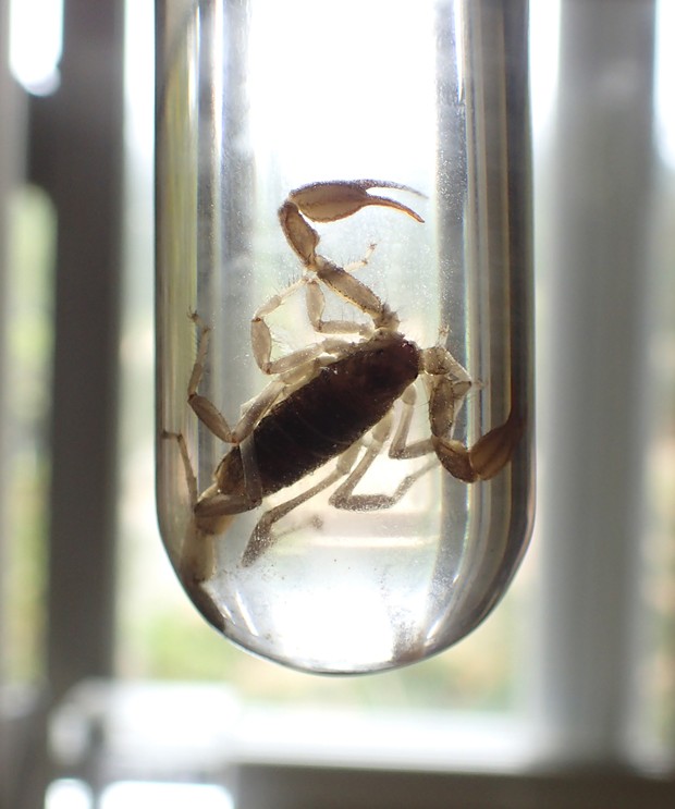 Glass Vials for Insect Collecting