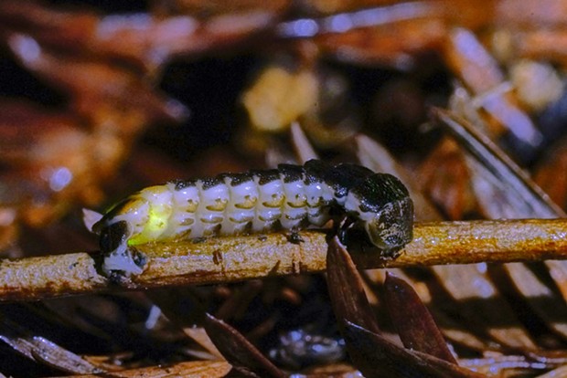 A snail-hunting glow worm. - ANTHONY WESTKAMPER