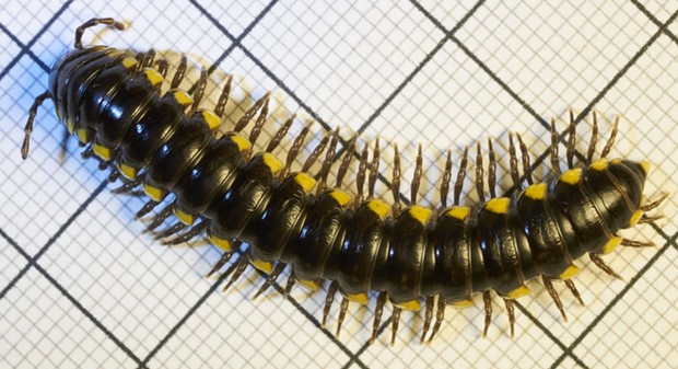 Cyanide millipede in graph paper ruled in 1-milimeter squares allows for accurate measurement. - ANTHONY WESTKAMPER