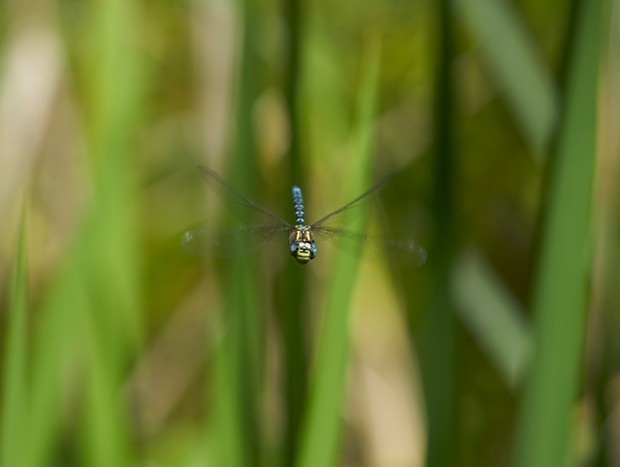 Blue eyed darner dragonfly captured while it partoled. - PHOTO BY ANTHONY WESTKAMPER