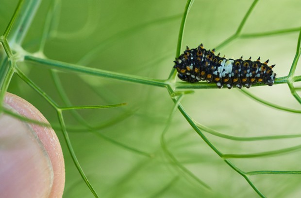 Anise swallowtail larva camouflaged as bird poop. - PHOTO BY ANTHONY WESTKAMPER