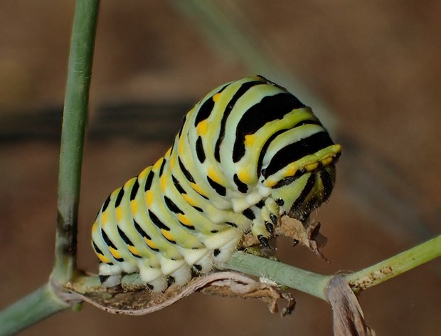 Full sized anise swallowtail larva. - PHOTO BY ANTHONY WESTKAMPER