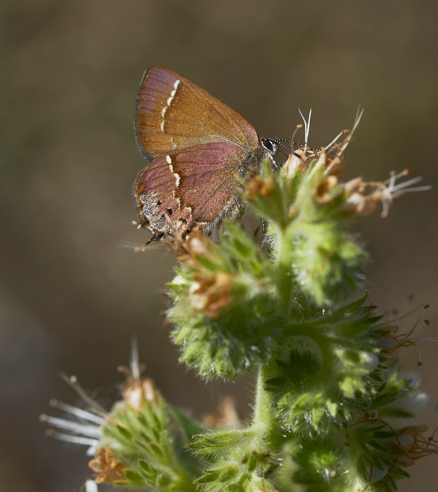 Juniper hairstreak butterfly. - PHOTO BY ANTHONY WESTKAMPER
