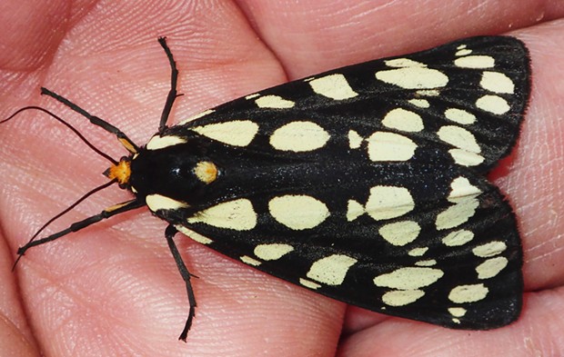 Rangeland tger moth (Platyprepia virginalis), 3-inch wingspan. - PHOTO BY ANTHONY WESTKAMPER