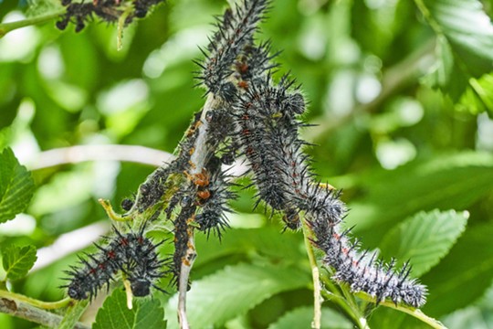 Mourning Cloak caterpillars as they were seen last week. - ANTHONY WESTKAMPER