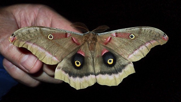 A Polyphemus moth on my hand, showing scale. - ANTHONY WESTKAMPER