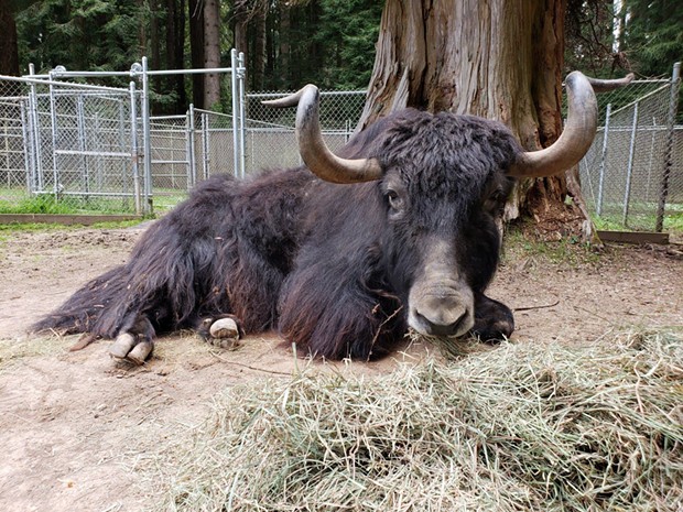 Moses the yak. - SEQUOIA PARK ZOO
