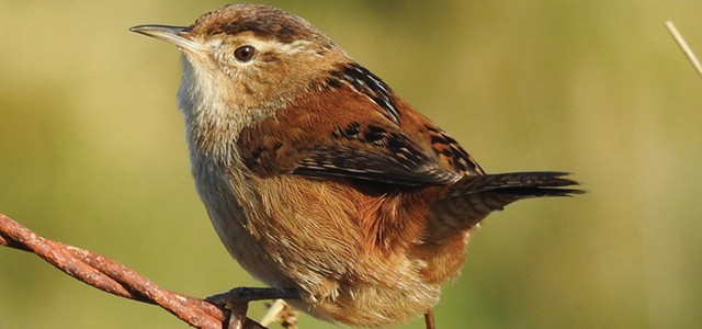 A Chime of Wrens