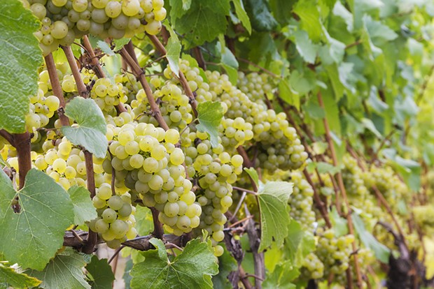 The chardonnay grape contains multitudes.